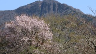 箱根 金時山の夏 シシウド咲く パステル画 絵画