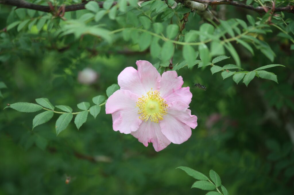 専用です。　　樹高3.5㎝極太　箱根サンショウバラ　薔薇　豆　ミニ　盆 専用です。 樹高3.5㎝極太 箱根サンショウバラ 薔薇 豆 ミニ 盆 【公式