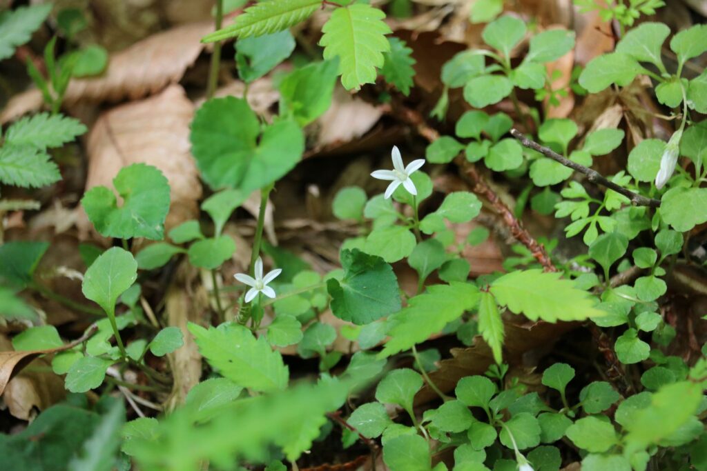 2点②花柄 ホワイトソックス グリーンリブ IMG_5173-1024x683.jpg