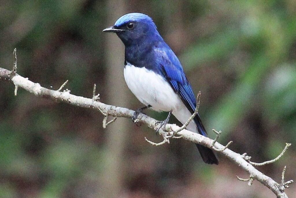 青い小鳥 幸せを呼ぶ青い鳥8選！日本で見られる種類や特徴、会える場所を解説！