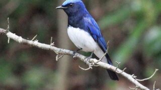 オオルリは幸せを運んでくる青い鳥、初夏の新緑に光り輝くその美しさ