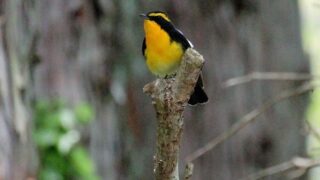 希望の輝き】翼 ,羽根,鳥 羽,樹木,青空,星,bird,おしゃれ,星空,樹木