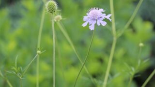 杪夏　箱根湿性花園のマツムシ草 パステル画 杪夏 箱根湿性花園のマツムシ草 パステル画 aa13dce1.jpg
